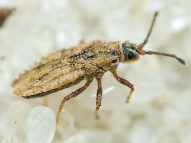 Tingis (Tropidocheila) maculata (Herrich-Schäffer, 1838)
